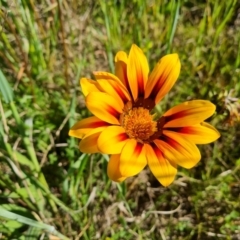 Gazania x splendens at Jerrabomberra, ACT - 26 Oct 2021