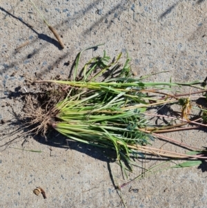 Gazania x splendens at Jerrabomberra, ACT - 26 Oct 2021