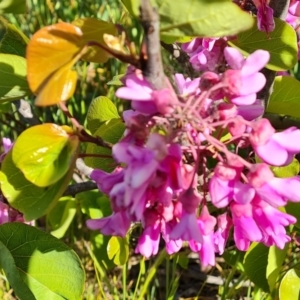 Cercis siliquastrum at Jerrabomberra, ACT - 26 Oct 2021