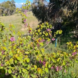 Cercis siliquastrum at Jerrabomberra, ACT - 26 Oct 2021