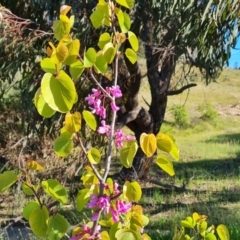 Cercis siliquastrum at Jerrabomberra, ACT - 26 Oct 2021