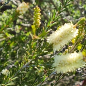 Melaleuca parvistaminea at Jerrabomberra, ACT - 26 Oct 2021 04:18 PM