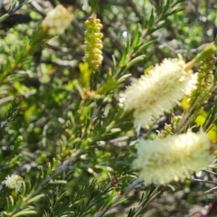 Melaleuca parvistaminea (Small-flowered Honey-myrtle) at Jerrabomberra, ACT - 26 Oct 2021 by Mike