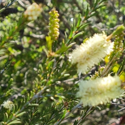 Melaleuca parvistaminea (Small-flowered Honey-myrtle) at Wanniassa Hill - 26 Oct 2021 by Mike