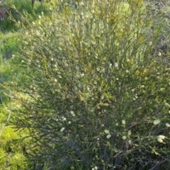 Melaleuca parvistaminea at Jerrabomberra, ACT - 26 Oct 2021 04:18 PM