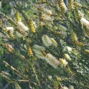 Melaleuca parvistaminea at Jerrabomberra, ACT - 26 Oct 2021 04:18 PM