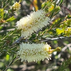 Melaleuca parvistaminea at Jerrabomberra, ACT - 26 Oct 2021 04:18 PM