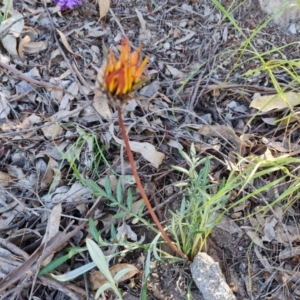 Gazania linearis at Jerrabomberra, ACT - 26 Oct 2021