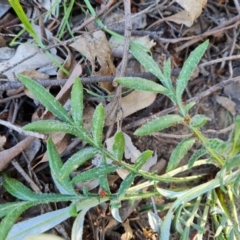 Gazania x splendens at Jerrabomberra, ACT - 26 Oct 2021