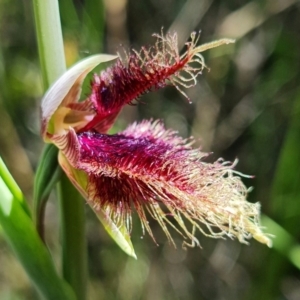 Calochilus platychilus at Stromlo, ACT - suppressed