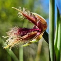 Calochilus platychilus at Stromlo, ACT - suppressed