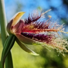 Calochilus platychilus at Stromlo, ACT - suppressed