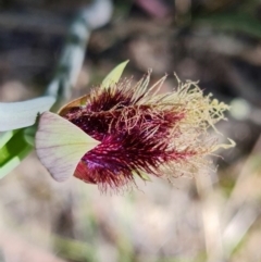 Calochilus platychilus at Stromlo, ACT - suppressed