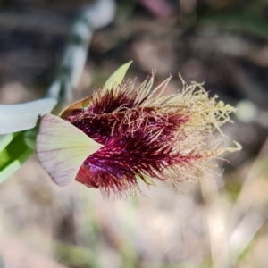 Calochilus platychilus at Stromlo, ACT - 26 Oct 2021