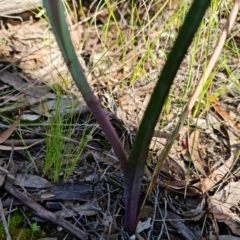 Calochilus platychilus at Stromlo, ACT - suppressed