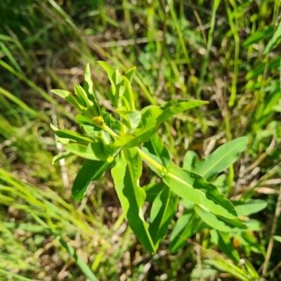 Euphorbia oblongata (Egg-leaf Spurge) at Jerrabomberra, ACT - 26 Oct 2021 by Mike