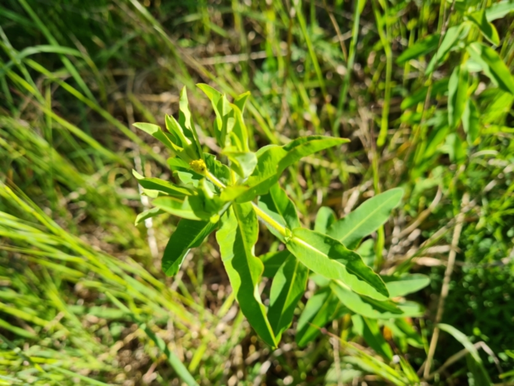 Euphorbia oblongata at Jerrabomberra, ACT - 26 Oct 2021
