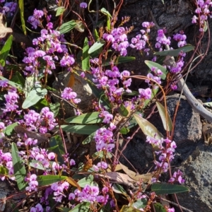 Hardenbergia violacea at Jerrabomberra, ACT - 26 Oct 2021 04:00 PM