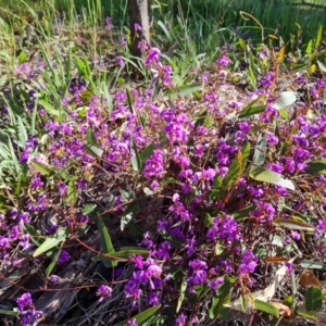 Hardenbergia violacea at Jerrabomberra, ACT - 26 Oct 2021 04:00 PM