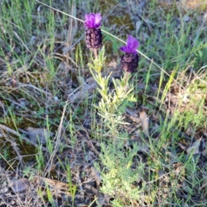 Lavandula stoechas at Jerrabomberra, ACT - 26 Oct 2021