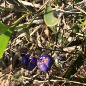 Dianella sp. at Evans Head, NSW - 26 Oct 2021 04:43 PM