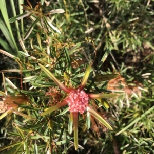 Lambertia formosa at Evans Head, NSW - 26 Oct 2021