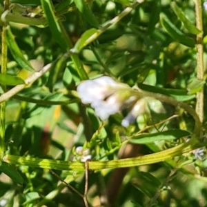 Vicia disperma at Mawson, ACT - 26 Oct 2021