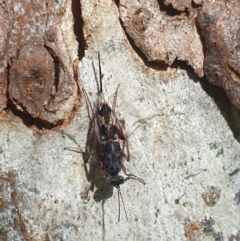 Unidentified Wasp (Hymenoptera, Apocrita) (TBC) at Turner, ACT - 26 Oct 2021 by LD12