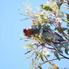 Callocephalon fimbriatum at Watson, ACT - suppressed