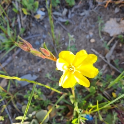 Oenothera stricta subsp. stricta (Common Evening Primrose) at Wanniassa Hill - 26 Oct 2021 by Mike