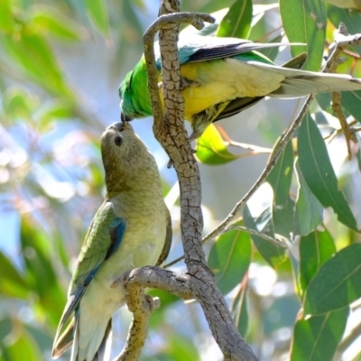 Psephotus haematonotus (Red-rumped Parrot) at Molonglo Valley, ACT - 26 Oct 2021 by Kurt