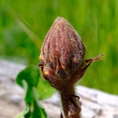 Orobanche minor at Molonglo Valley, ACT - 26 Oct 2021