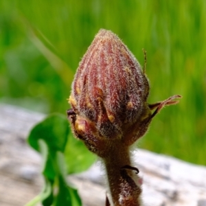 Orobanche minor at Molonglo Valley, ACT - 26 Oct 2021