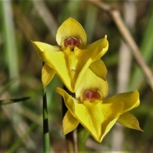 Diuris subalpina at Rendezvous Creek, ACT - suppressed