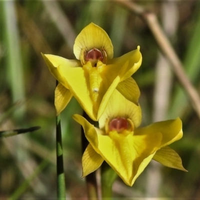 Diuris subalpina (Small Snake Orchid) at Namadgi National Park - 25 Oct 2021 by JohnBundock
