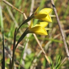 Diuris subalpina at Rendezvous Creek, ACT - suppressed