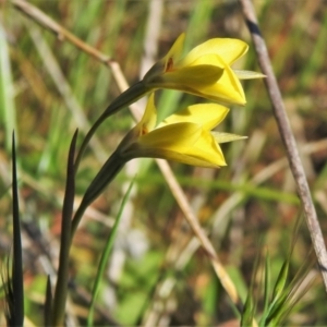 Diuris subalpina at Rendezvous Creek, ACT - suppressed