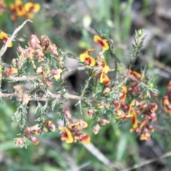 Dillwynia sericea (Egg And Bacon Peas) at Glenroy, NSW - 11 Oct 2021 by PaulF