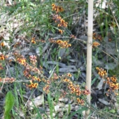 Dillwynia sericea at Glenroy, NSW - 11 Oct 2021