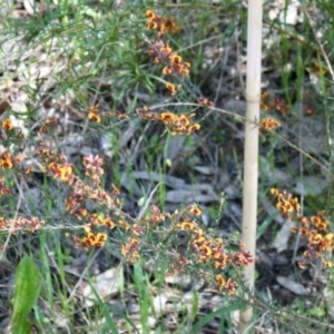 Dillwynia sericea at Glenroy, NSW - 11 Oct 2021