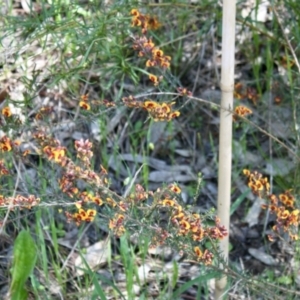 Dillwynia sericea at Glenroy, NSW - 11 Oct 2021 01:22 PM