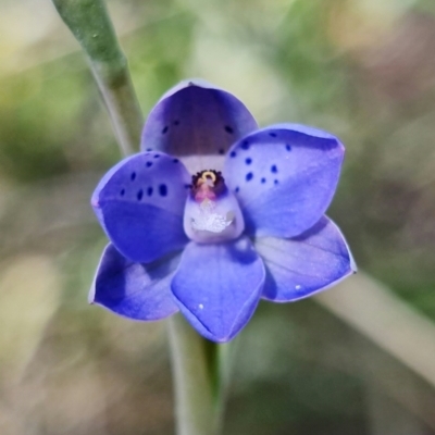 Thelymitra juncifolia (Dotted Sun Orchid) at Stromlo, ACT - 26 Oct 2021 by RobG1