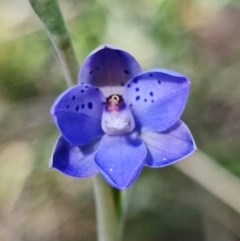 Thelymitra juncifolia (Dotted Sun Orchid) at Stromlo, ACT - 26 Oct 2021 by RobG1