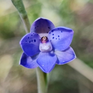 Thelymitra juncifolia at Stromlo, ACT - 26 Oct 2021