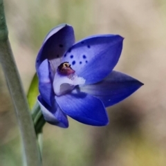 Thelymitra juncifolia at Stromlo, ACT - suppressed