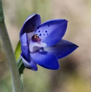 Thelymitra juncifolia at Stromlo, ACT - suppressed