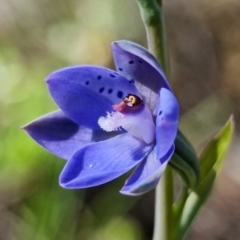 Thelymitra juncifolia at Stromlo, ACT - suppressed