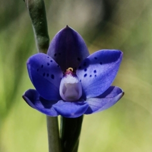 Thelymitra juncifolia at Stromlo, ACT - suppressed