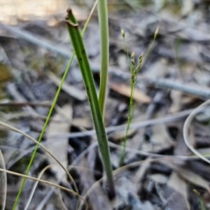 Thelymitra juncifolia at Stromlo, ACT - 26 Oct 2021