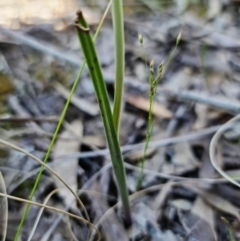 Thelymitra juncifolia at Stromlo, ACT - 26 Oct 2021